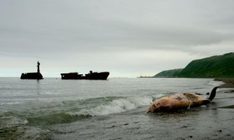 Filipini: U želucu uginulog kita pronađeno 40 kilograma plastičnih kesa