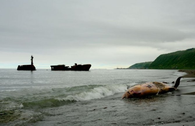 Filipini: U želucu uginulog kita pronađeno 40 kilograma plastičnih kesa