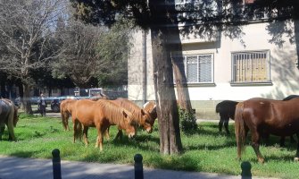 Krdo konja šeta centrom Podgorice (VIDEO)