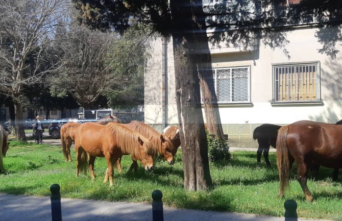 Krdo konja šeta centrom Podgorice (VIDEO)