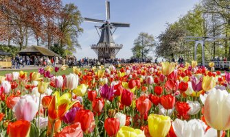 Holandija: Poruka za turiste-ne gazite lale-uživajte u njima!