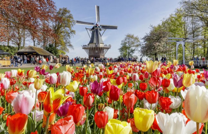 Holandija: Poruka za turiste-ne gazite lale-uživajte u njima!
