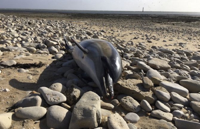 Na obalama Francuske više od 1.000 osakaćenih delfina (FOTO)