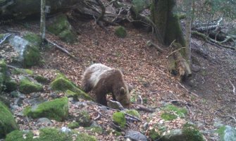 Kamere snimile  prvog  medvjeda ove godine na Biogradskoj gori (VIDEO)