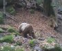 Kamere snimile  prvog  medvjeda ove godine na Biogradskoj gori (VIDEO)