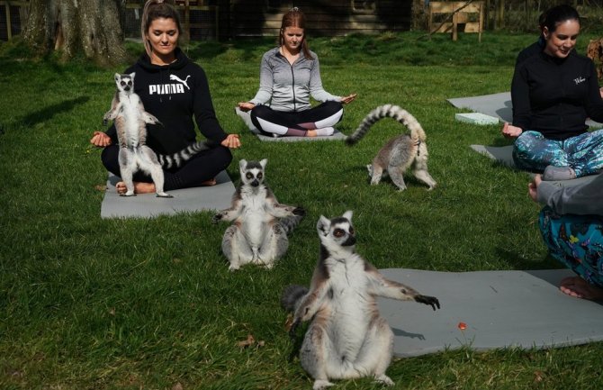 Hit u hotelu u Engleskoj:  Lemuri odlični partneri za jogu (FOTO)