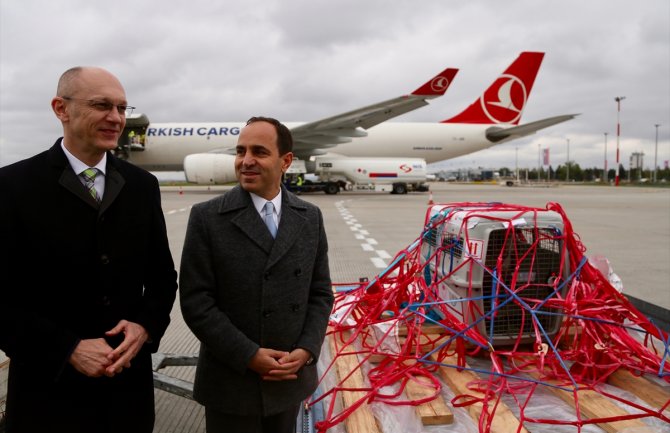 Ženka bjeloglavog supa Dobrila iz Turske avionom vraćena u Srbiju (FOTO)