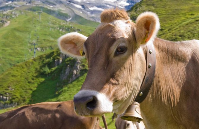 Sud odlučio: Zvona na grlima krava nastaviće da zvone