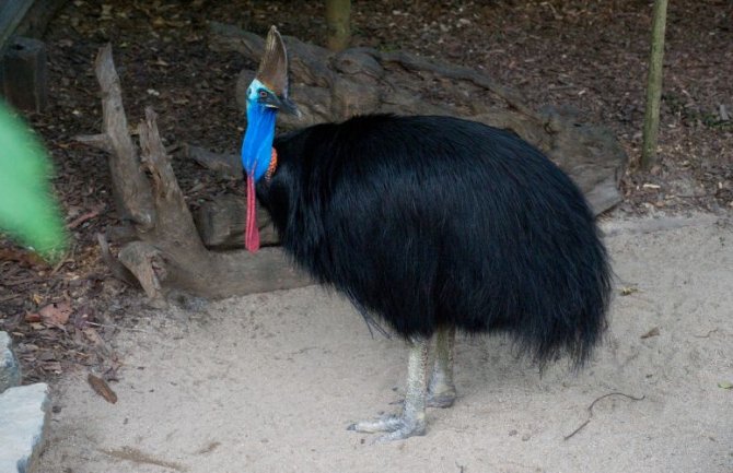 Muškarca usmrtila najopasnija ptica na svijetu, veliki kazuar