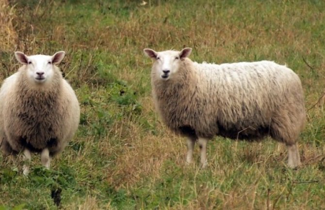 Poljoprivredniku iz Gornjih Vranjića psi lutalice usmrtili četiri ovce