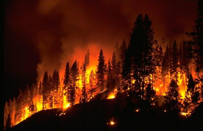 Studenti roštiljali pa izazvali požar u šumi, kazna 13 miliona eura