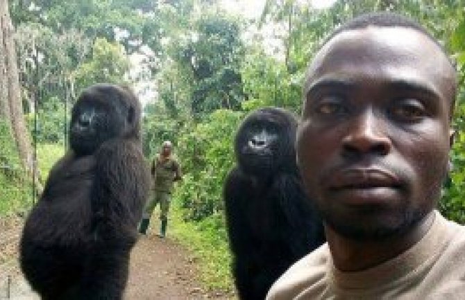 Fotografije iz Konga oduševile sve: I gorile poziraju za selfije (FOTO)