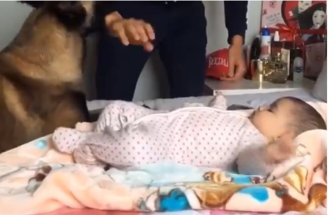 Pravio se da tuče bebu, ali onda je u sobu ušao pas i evo kako je reagovao(VIDEO)