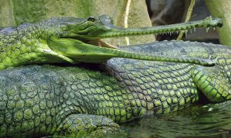 U Maleziji pronađen krokodil dugačak 4 metra i težak 400 kilograma