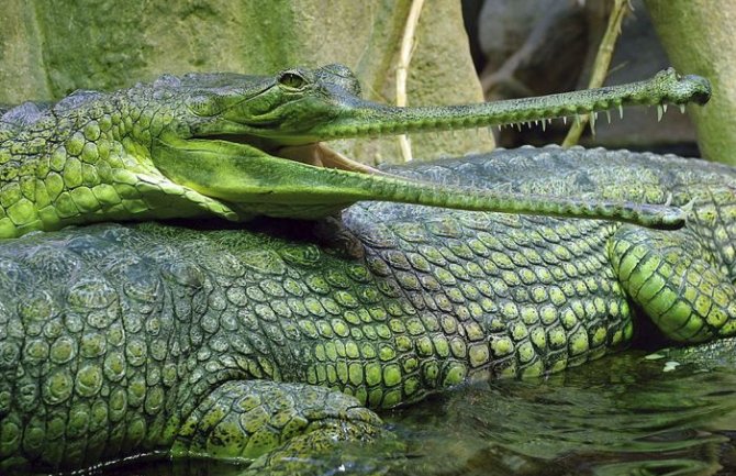 U Maleziji pronađen krokodil dugačak 4 metra i težak 400 kilograma