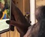 Nevjerovatno: Šimpanza gleda fotografije i video snimke na Instagramu(VIDEO)