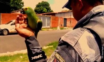  „Mama, policija, policija!“Uhapšen papagaj zbog pomaganja dilerima(VIDEO)