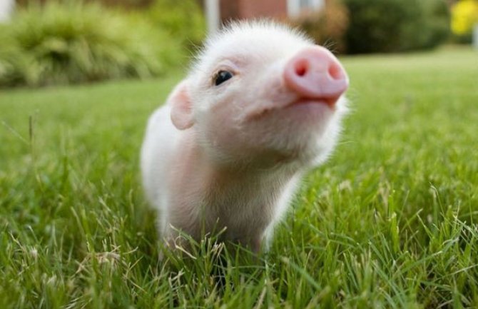 Zabrana uvoza svinjskih proizvoda zbog pojave svinjske kuge