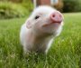 Zabrana uvoza svinjskih proizvoda zbog pojave svinjske kuge