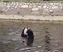 Niš: Pobjegao iz policije, pa ga uhapsili usred rijeke Nišave (VIDEO)
