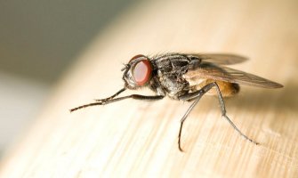 Bliži se ljeto i insekti kreću u akciju: Evo kako da se izborite sa njima