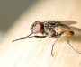Bliži se ljeto i insekti kreću u akciju: Evo kako da se izborite sa njima