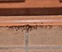 Imate problem sa mravima? Evo kako da ih zauvijek otjerate od svog doma