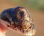 Čudo: Trooka zmija pronađena na australijskom tlu (FOTO)