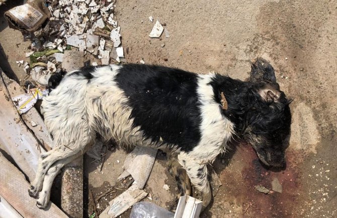 U Čanju pronađeni mrtvi psi, Prijatelji životinja: Nadležni da procesuiraju počinioce