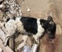 U Čanju pronađeni mrtvi psi, Prijatelji životinja: Nadležni da procesuiraju počinioce