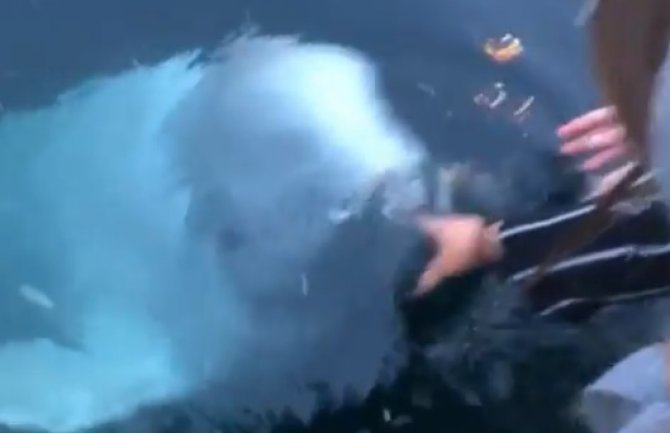 Bijeli kit vratio djevojci telefon koji je ispustila u vodu (VIDEO)
