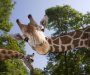 Krupne oči dugih trepavica žirafe poželjeće vam dobro jutro kroz prozor (FOTO) (VIDEO)