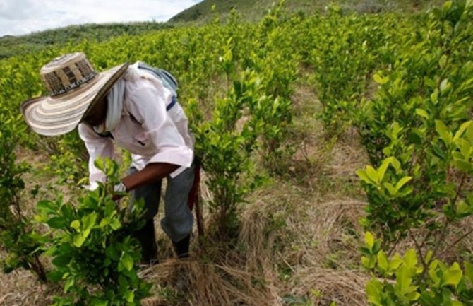 Podgoričanin uhapšen u Kolumbiji na jednoj od plantaža koke