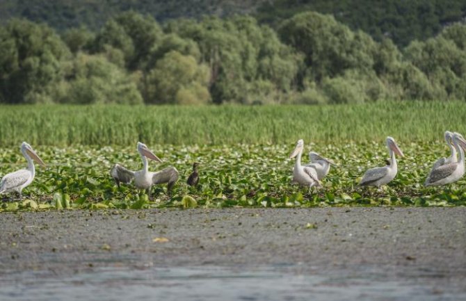 Trenutno na Skadarskom jezeru borave 243 kudrava pelikana!