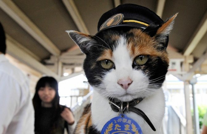 Maca Tama zaslužna za opstanak željezničke linije u Japanu