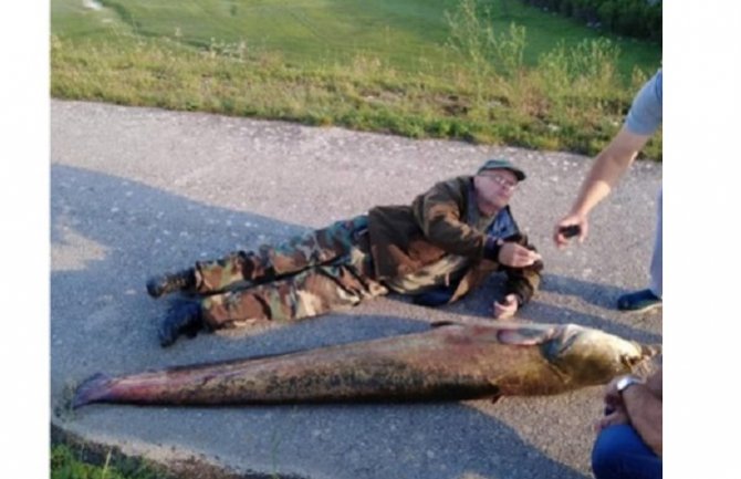 Duži i teži od ribolovca: Mladen ulovio soma kapitalca od 95 kilograma u 2,3 metra!