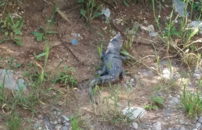 Podgorica: Životinja nalik na krokodila u blizini Gorice