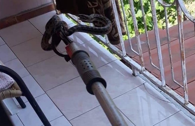 Podgorički vatrogasci uklonili zmiju iz kuće u Tološima