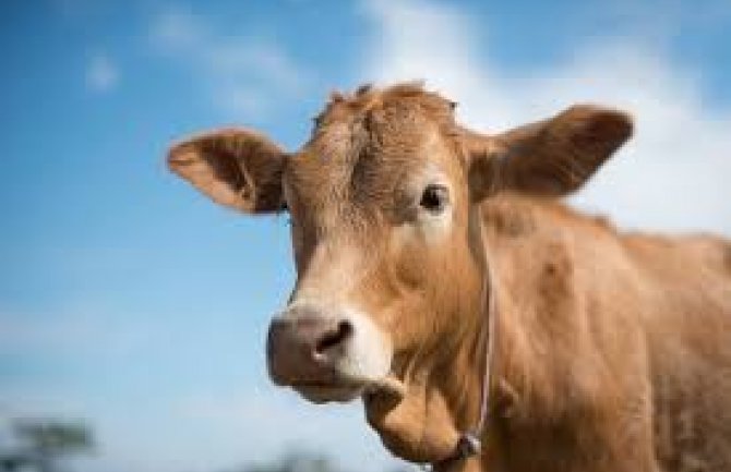 Ulcinj: Komunalna policija prodaje kravu sa teletom