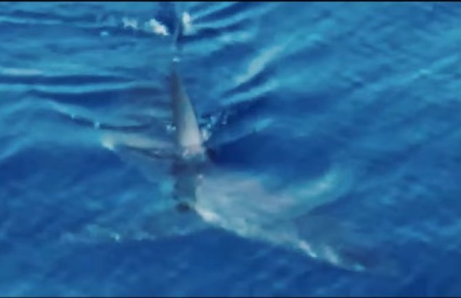 Drugi put u sedam dana: Snimljen morski pas kod Korčule(VIDEO)