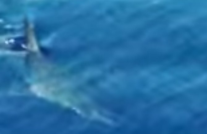 Snimljen morski pas i kod Korčule (VIDEO)