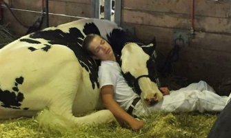 Fotografija koja je osvojila svijet: Dječak i njegova krava izgubili na sajmu, pa zaspali zajedno
