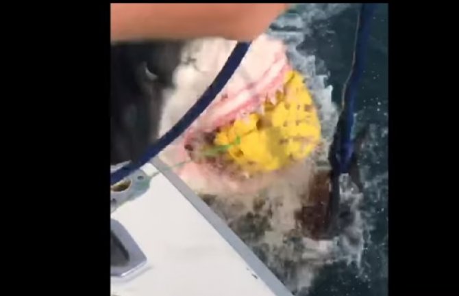Velika bijela ajkula pojela mamac pecarošima (VIDEO)