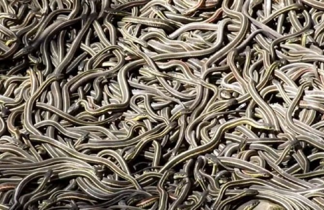 Oko 70.000 zmija trenutno se pari u ovom gradu (VIDEO)