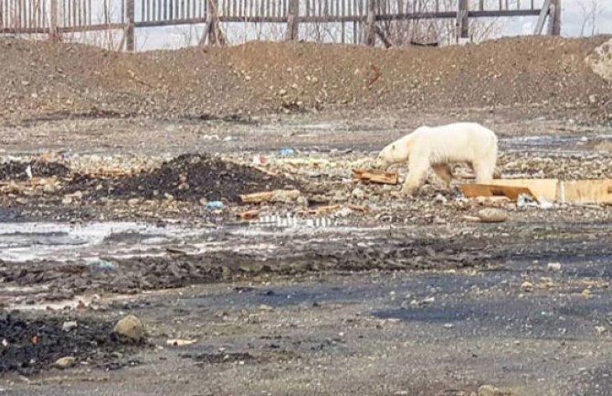 Polarni medved kopao po smeću 800 kilometara od staništa (FOTO)