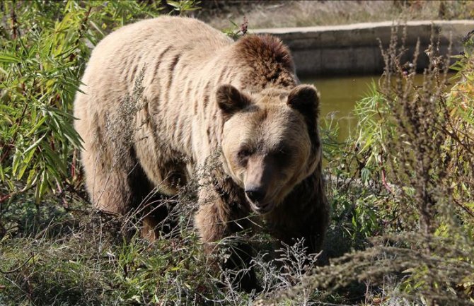 Slovenija: Medvjed napao i povrijedio 80-godišnju ženu