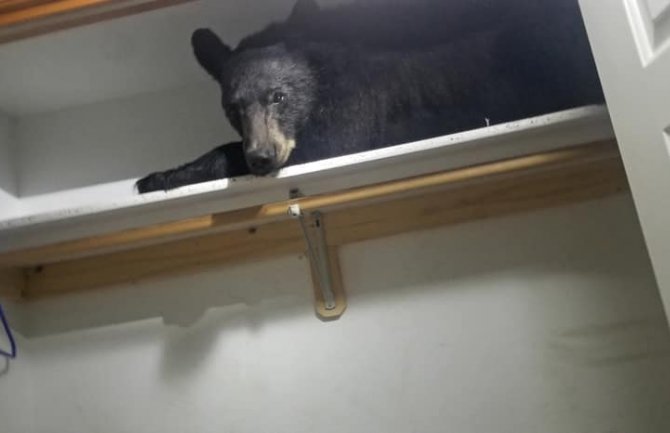 Pozvali policiju zbog provalnika, pa zatekli crnog medvjeda kako spava na ormaru (FOTO) (VIDEO)