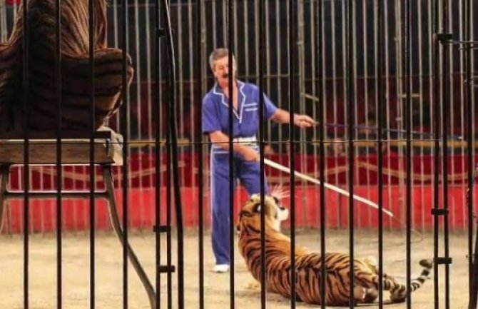 Užas u cirkusu: Tigrovi ubili trenera, pola sata se igrali njegovim tijelom, radnici mogli samo da gledaju