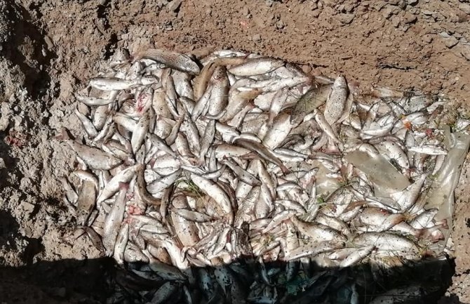 Tužilaštvo formiralo predmet za pomor ribe u Ćehotini