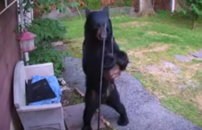 Komšijski pas uletio u dvorište i otjerao crnog medvjeda(VIDEO)